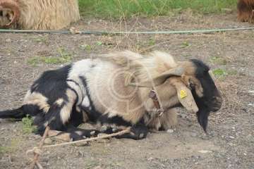 La feria de ganado, atractivo principal de la jornada matutina en Jinámar (Foto Antonio Alí y Francisco Javier Santana)